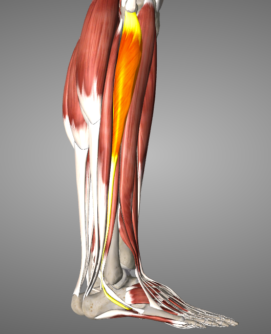 Peroneus Longus, one of three peroneal muscles