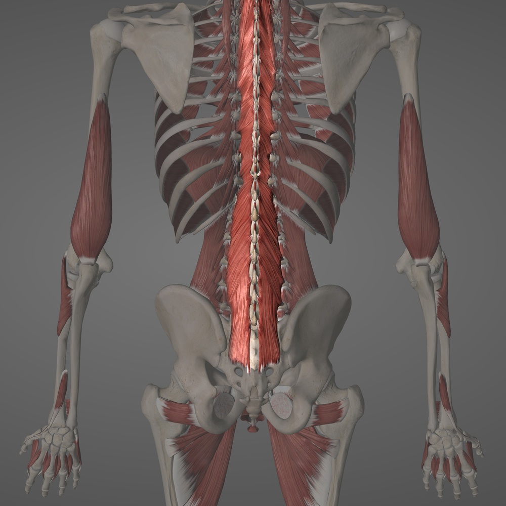 Multifidus