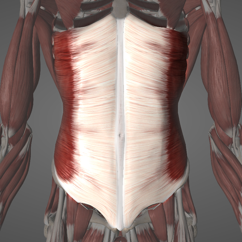 External Obliques