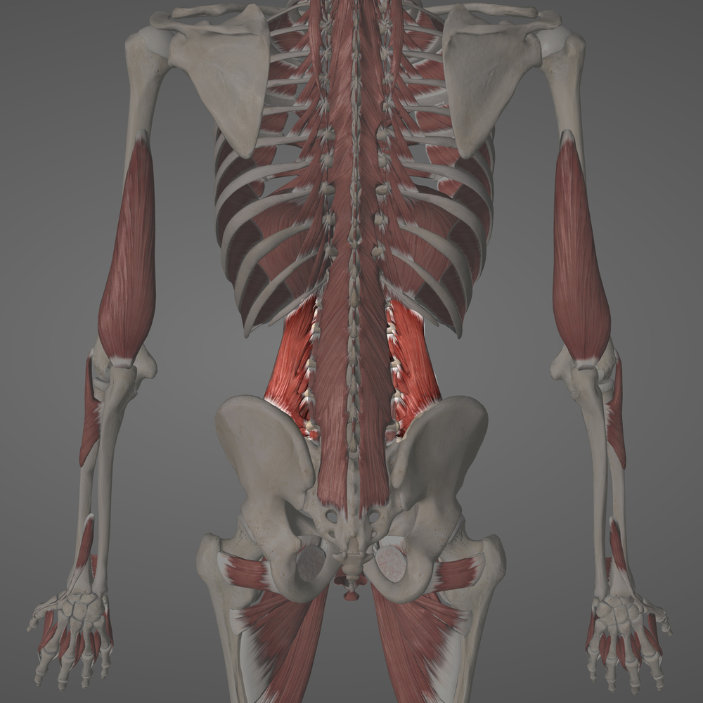Quadratic Lumborum