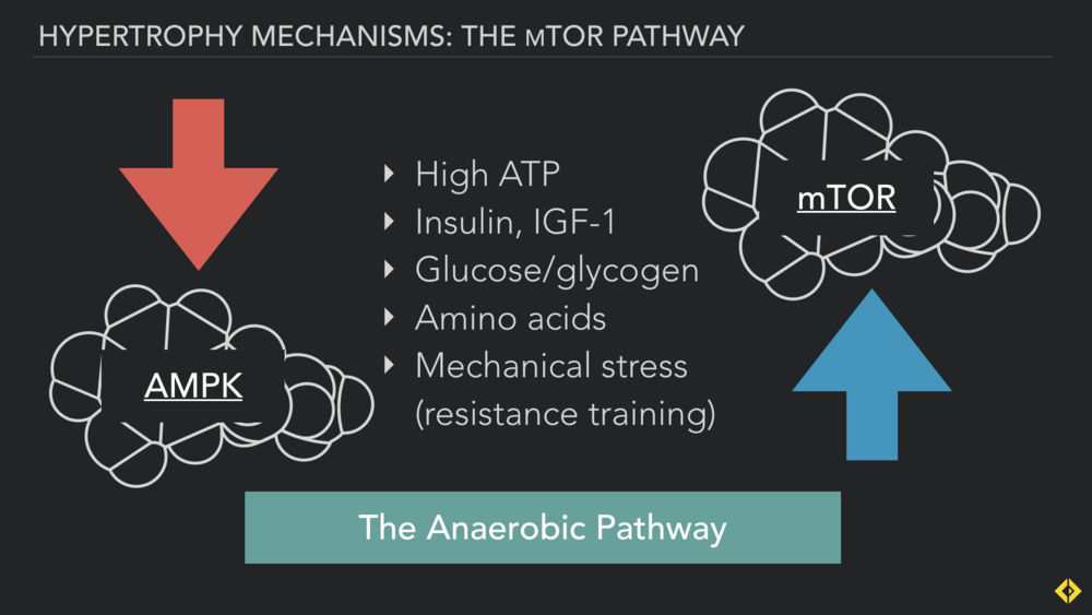 AMPK and mTOR live on competing pathways. AMPK the endurance high volume low-intensity adaptation, mTOR the strength, power and hypertrophy pathway.