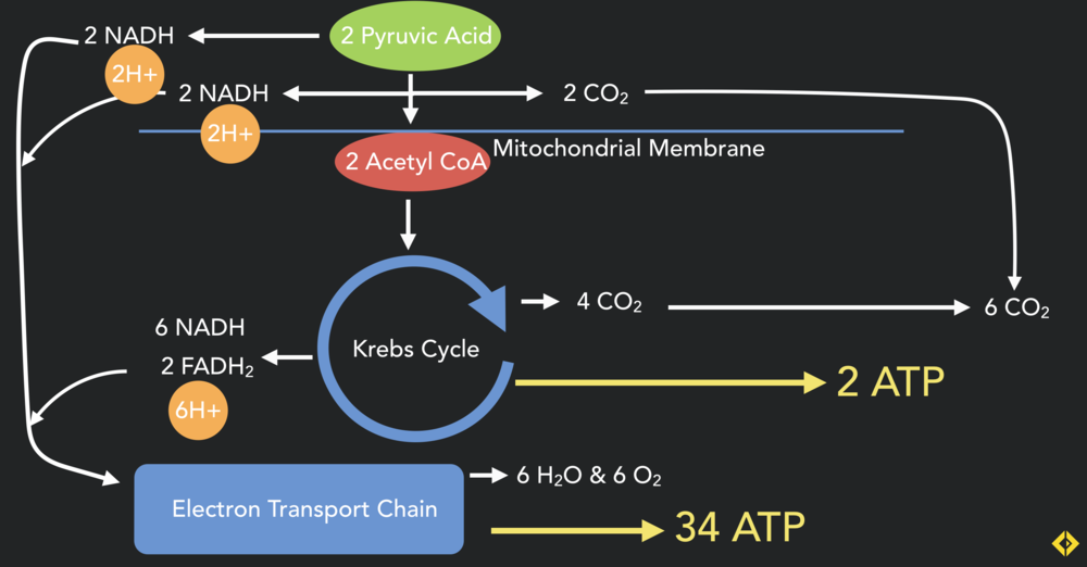 The ATP production process within the mitochondria, the pyruvate produced at the end of aerobic glycolysis is converted to acetyl CoA and enters the Krebs (citric acid) cycle. The real energetic power house of the mitorchondria is the electron transport chain which takes Hydrogen ions, NADH and FADH and pumps out huge amonuts of ATP.