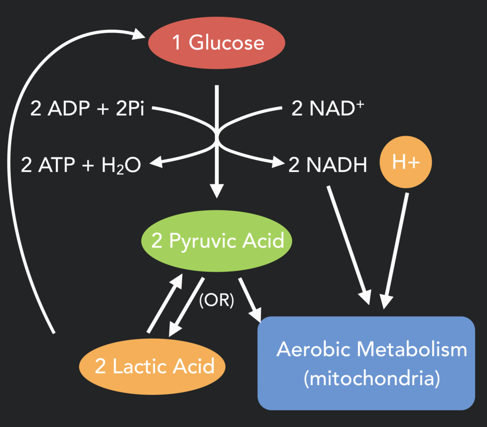 Glycolysis: The process of turning glucose and glycogen into lactic acid (without oxygen) or pyruvic acid for use by the mitochondria. Note the byproducts along the way including the 2 ATP molecules - these are the ATP we get from the anaerobic (lactic acid) energy systems. NADH is another compound that is used in the mitochondria later on for aerobic metabolism.