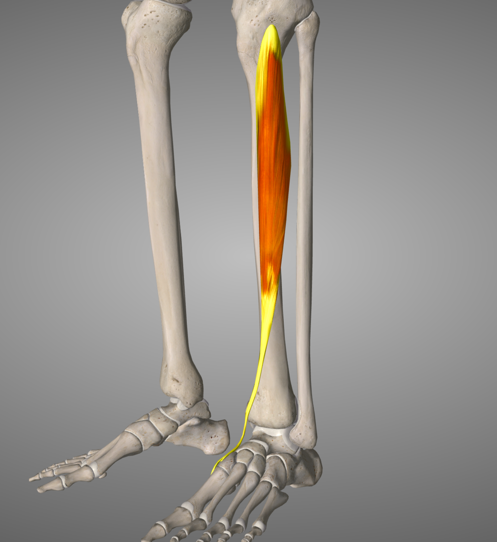 Tibialis Anterior, a tiny muscle designed to create dorsiflexion