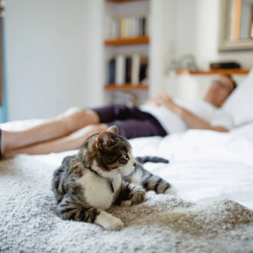 Animals And Sleep: Ultimate Guide