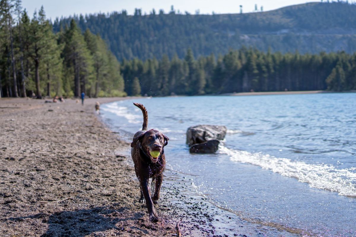 Take A Dip Into The Best Beaches In Truckee & North Lake Tahoe