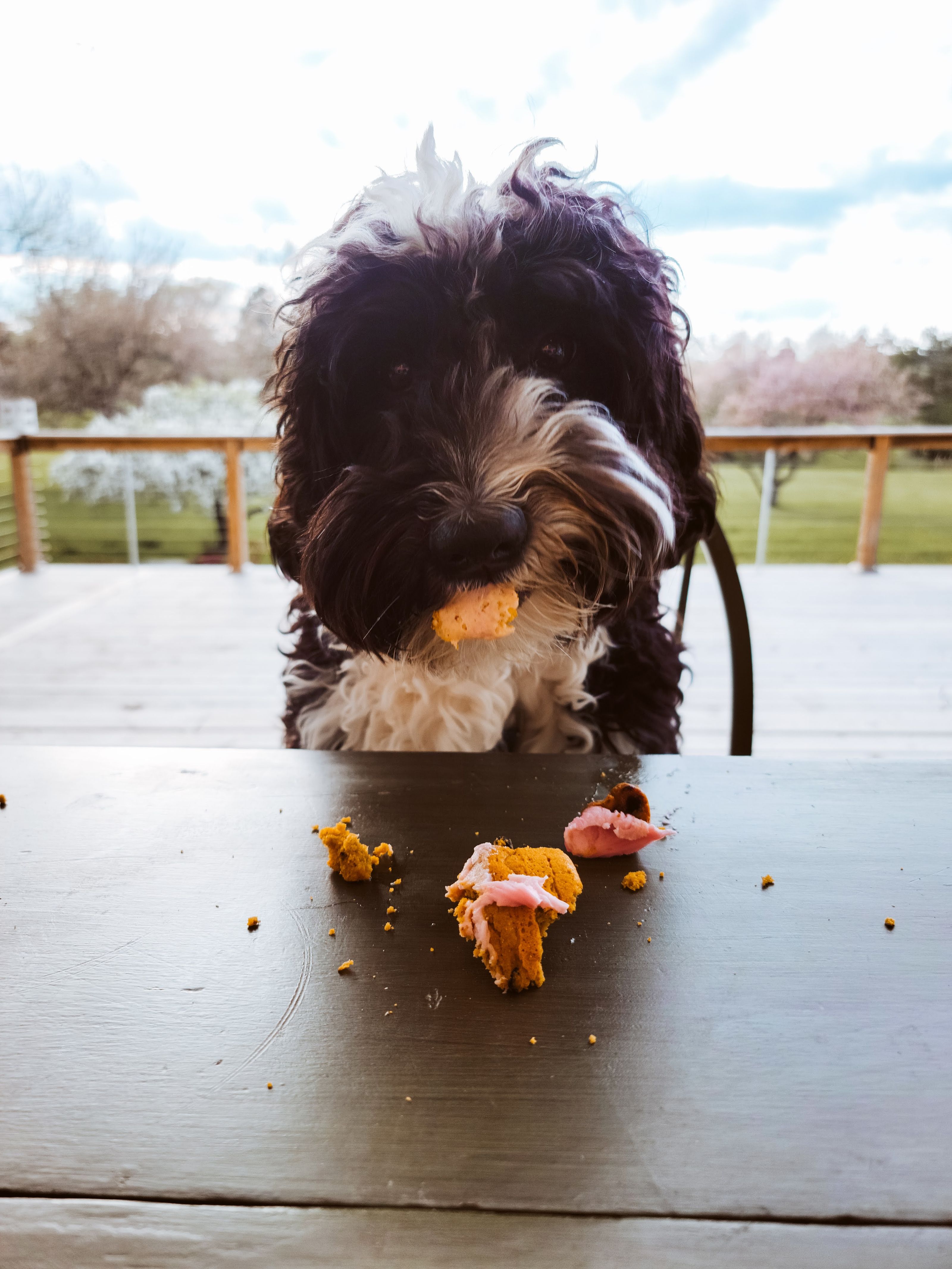 About Bed & Barkfest Dog Care