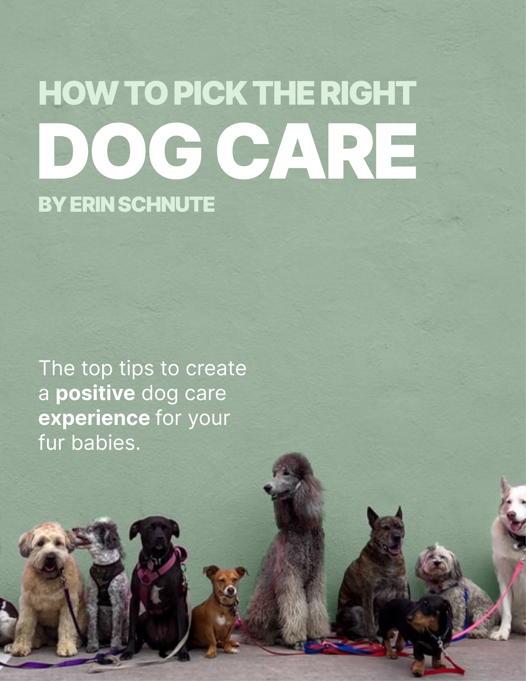 Dog Care Services Bed & Barkfest