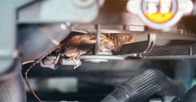 How To Keep Mice Out Of Your Car In Winter
