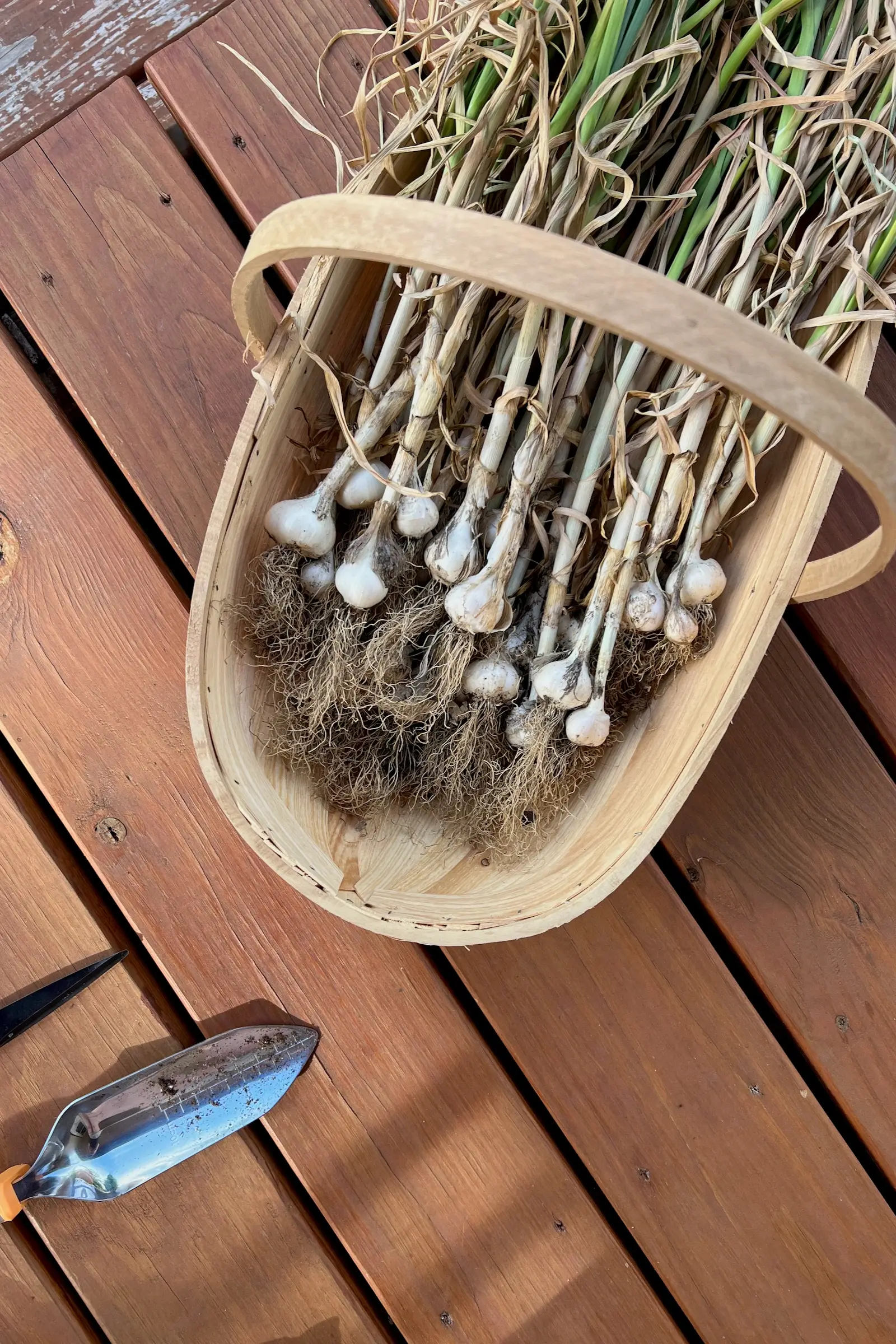 Guide to Growing and Harvesting Garlic