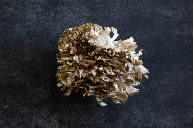 Guide to Hen of The Woods Mushrooms (Maitake Mushrooms)