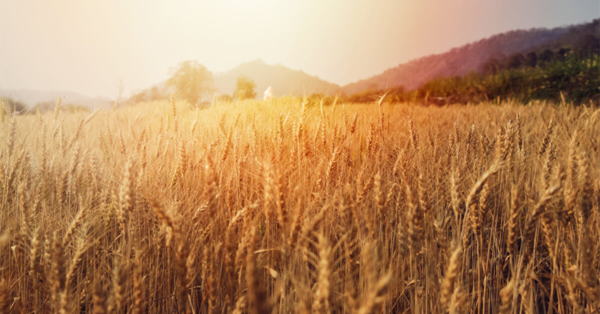 How To Store Wheat For Long Term Food Storage Build a Stash