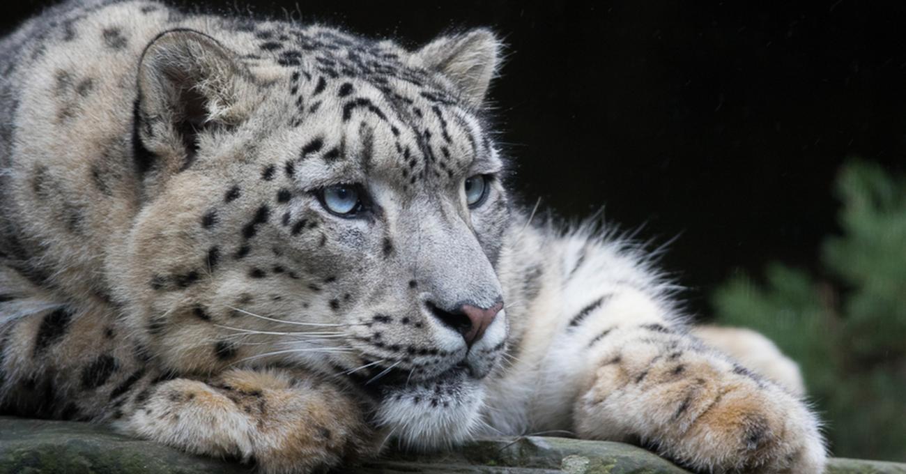 What Biome Do Snow Leopards Live In? | Build a Stash
