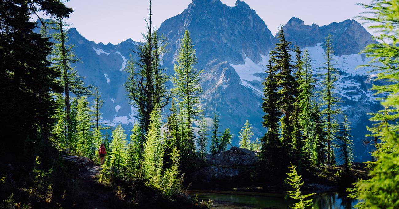 Why Are Plants In The Alpine Biome Typically Low Growing?