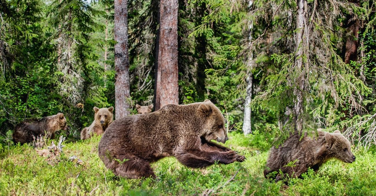 What Biome Do Grizzly Bears Live In? | Build a Stash