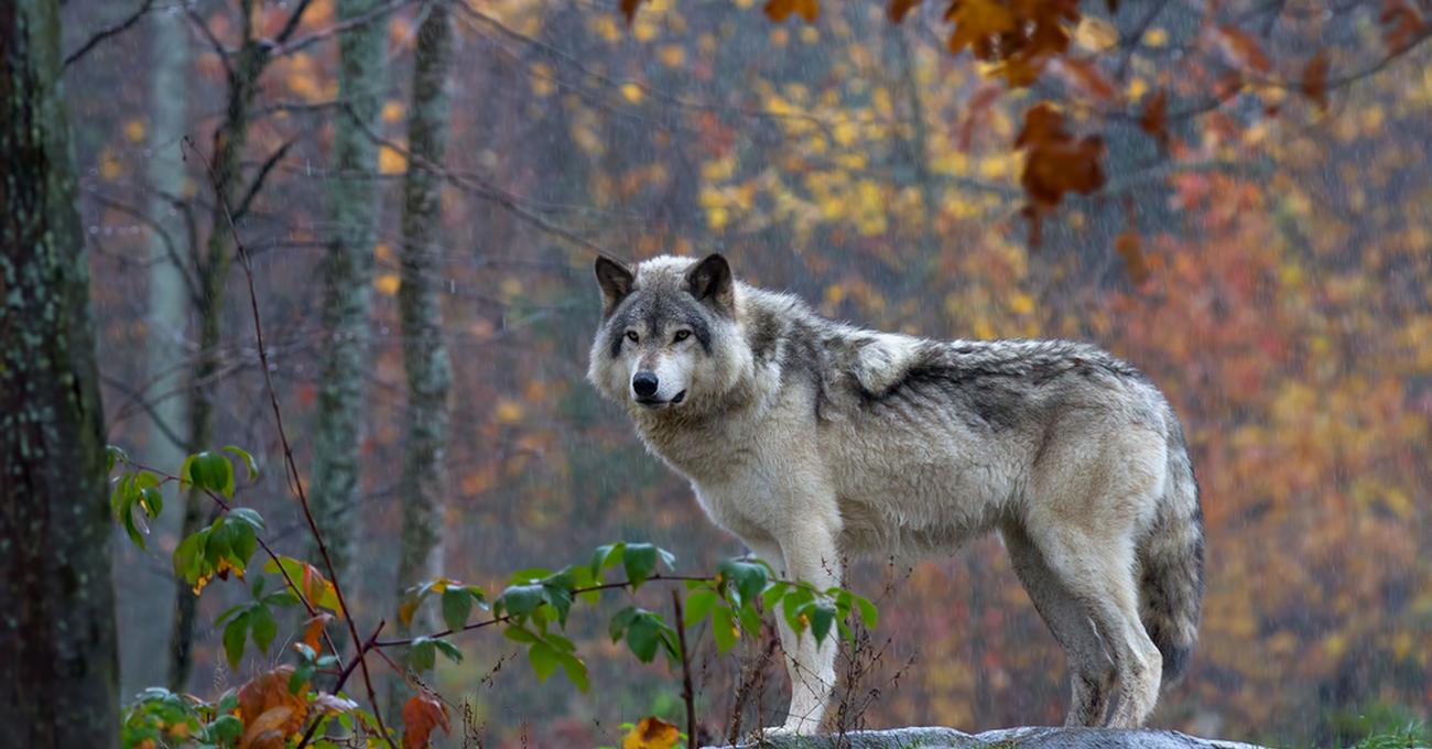 What Is The Goal Of Wildlife Conservation? Build a Stash