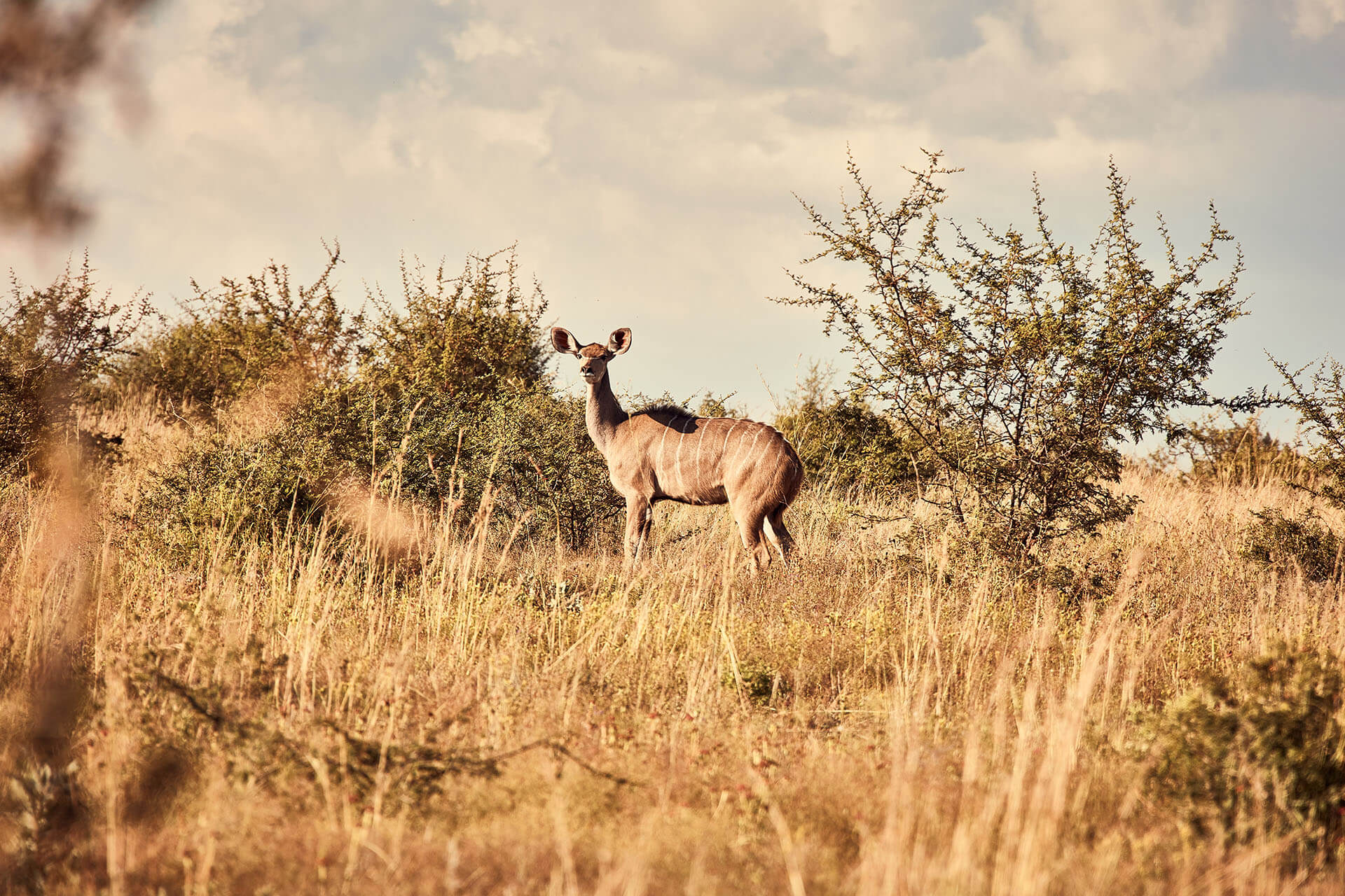 AMES Foundation nature is perfect