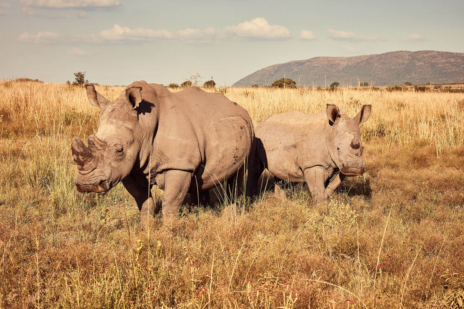 AMES Foundation nature is perfect