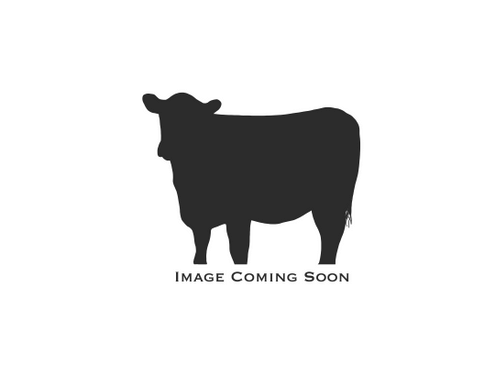 Cow_Image_Coming_Soon