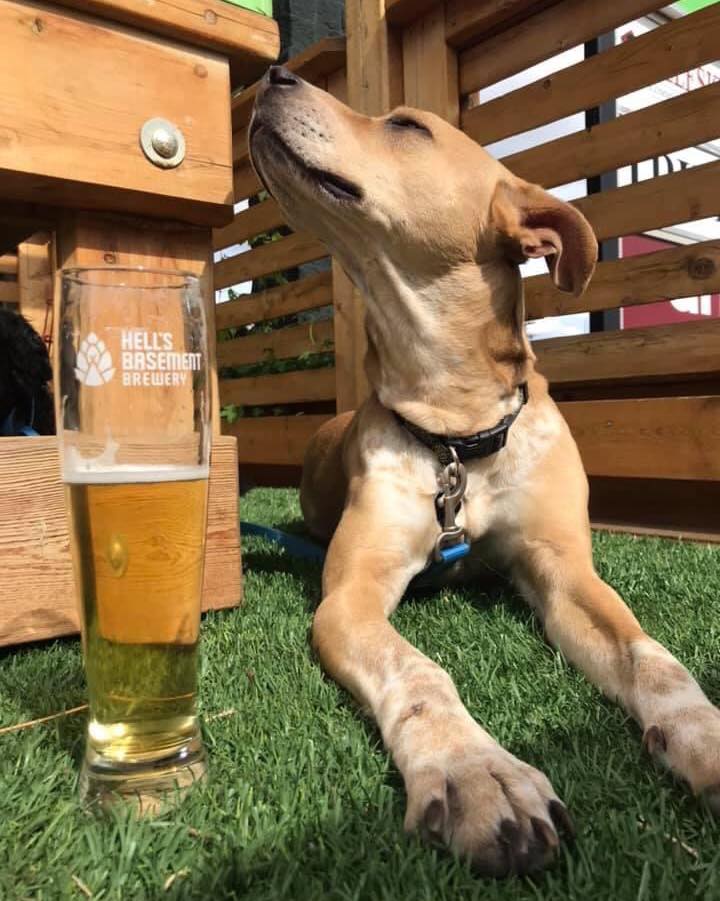 Dog Friendly Patio at Hell's Basement Brewery
