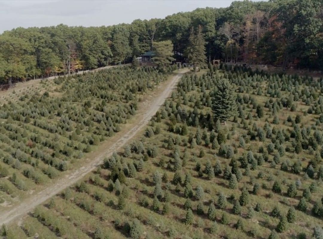 Christmas Trees Choose & cut at Emmerich Tree Farm