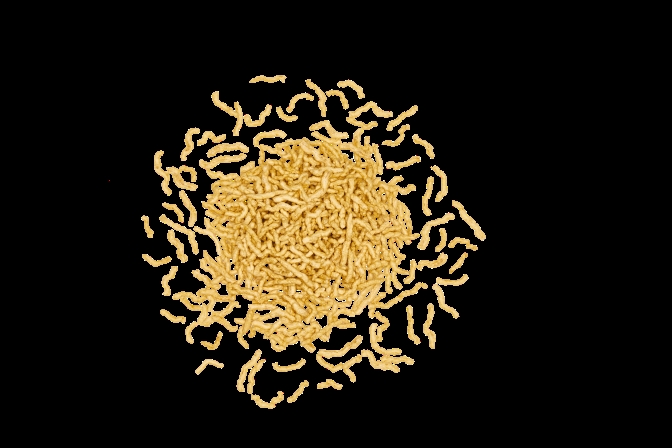 TVP - Textured vegetable proteins - Suppliers from Bretagne in France