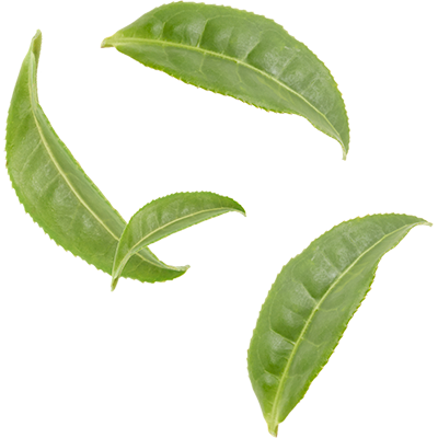 Зеленый чай листья. Листья чая. Экстракт зеленого чая (сamellia sinensis). Чайные листочки. Листья чайного дерева.