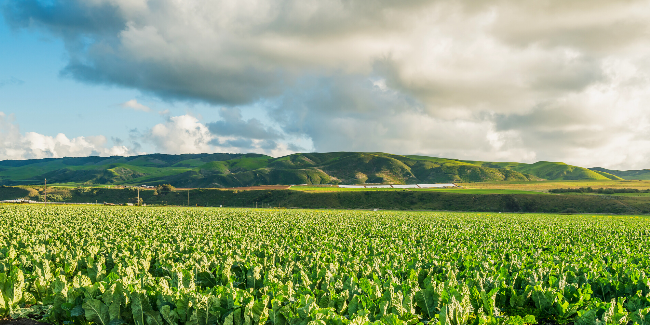 Celebrating the Bounty: Ventura County's Annual Farm Production