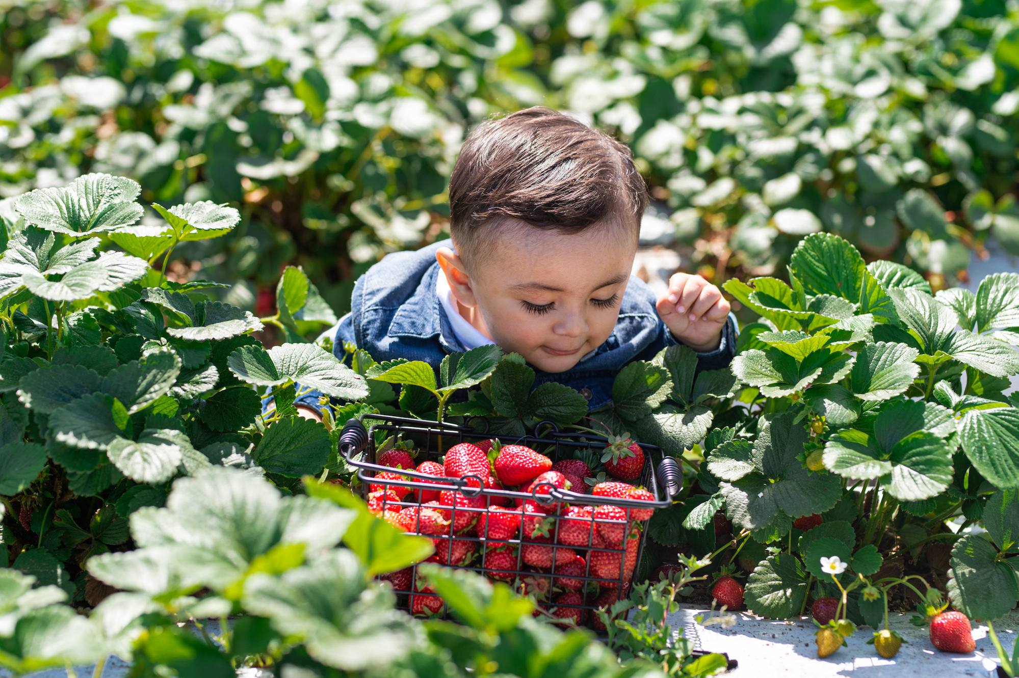 Eating Seasonally and Buying Locally in Ventura County