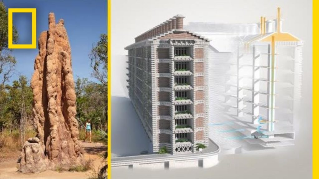 Biomimicry example: termite mounds for self-cooling buildings