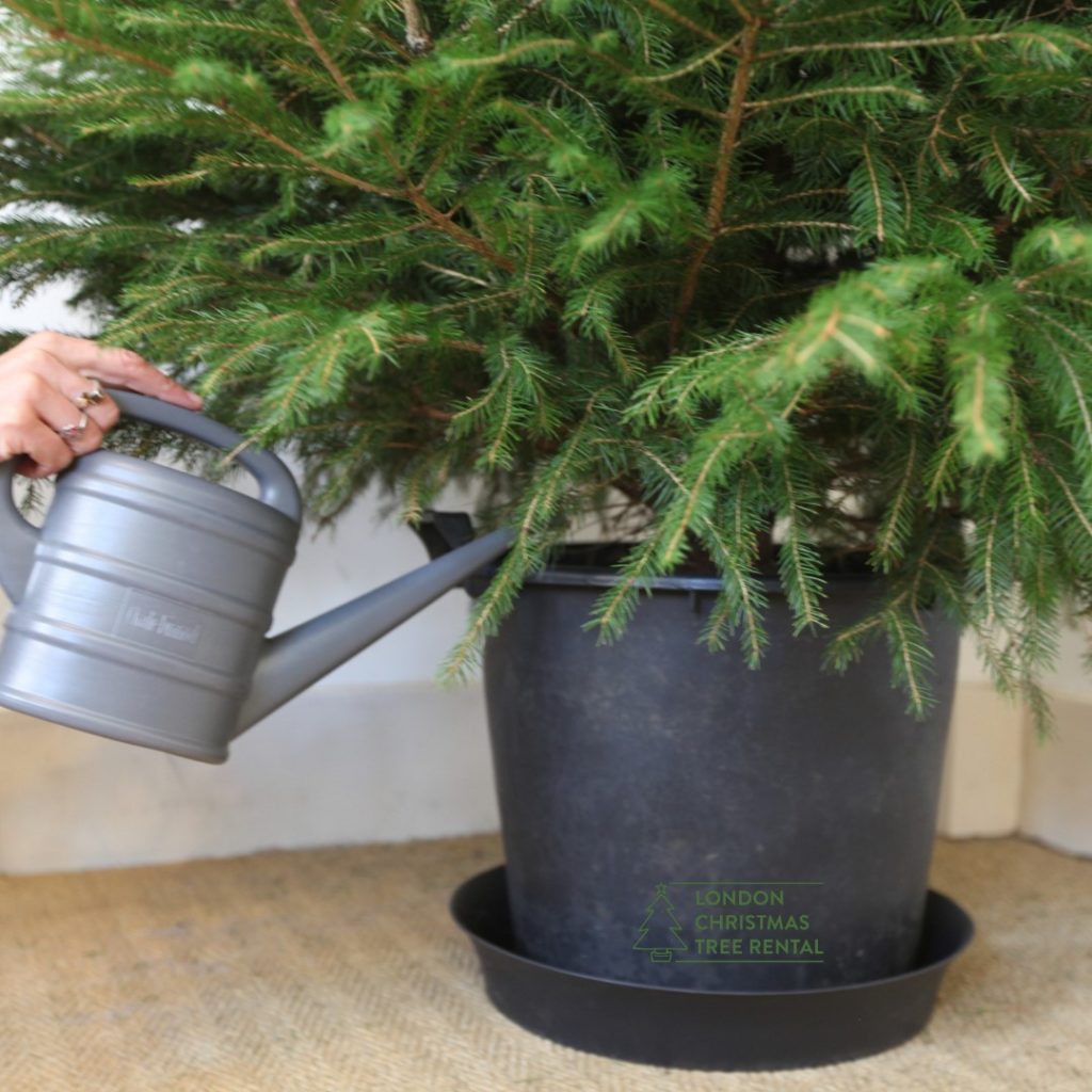 London Christmas Tree Rental for a sustainable Christmas