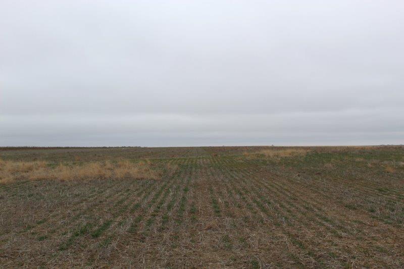 225± ACRES CROPLAND & GRASS