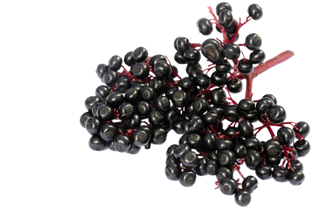 Черемуха обыкновенная неубиенная. Бузина черноплодная. Elderberry. Elderberry. Sambucus elderberry.