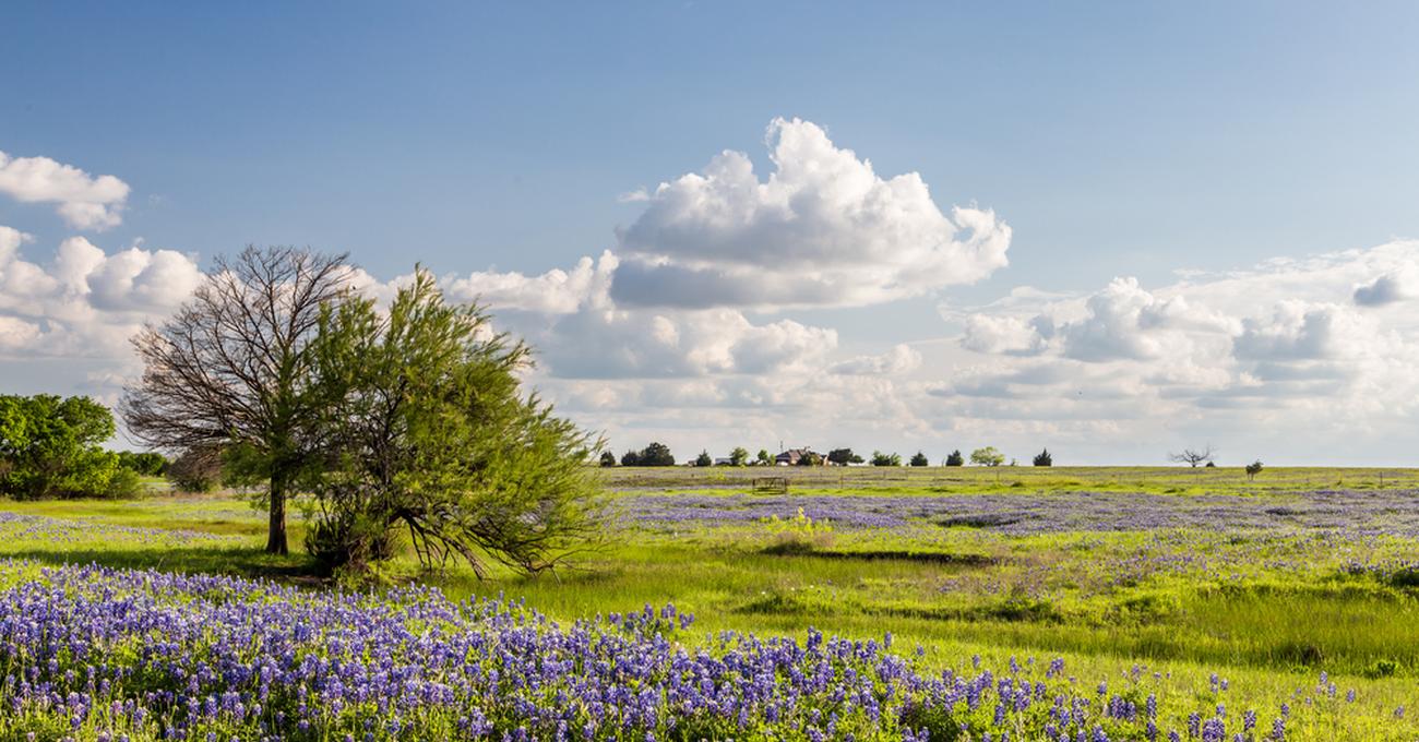 How Much Does Undeveloped Land Cost In Texas? askBAMLand