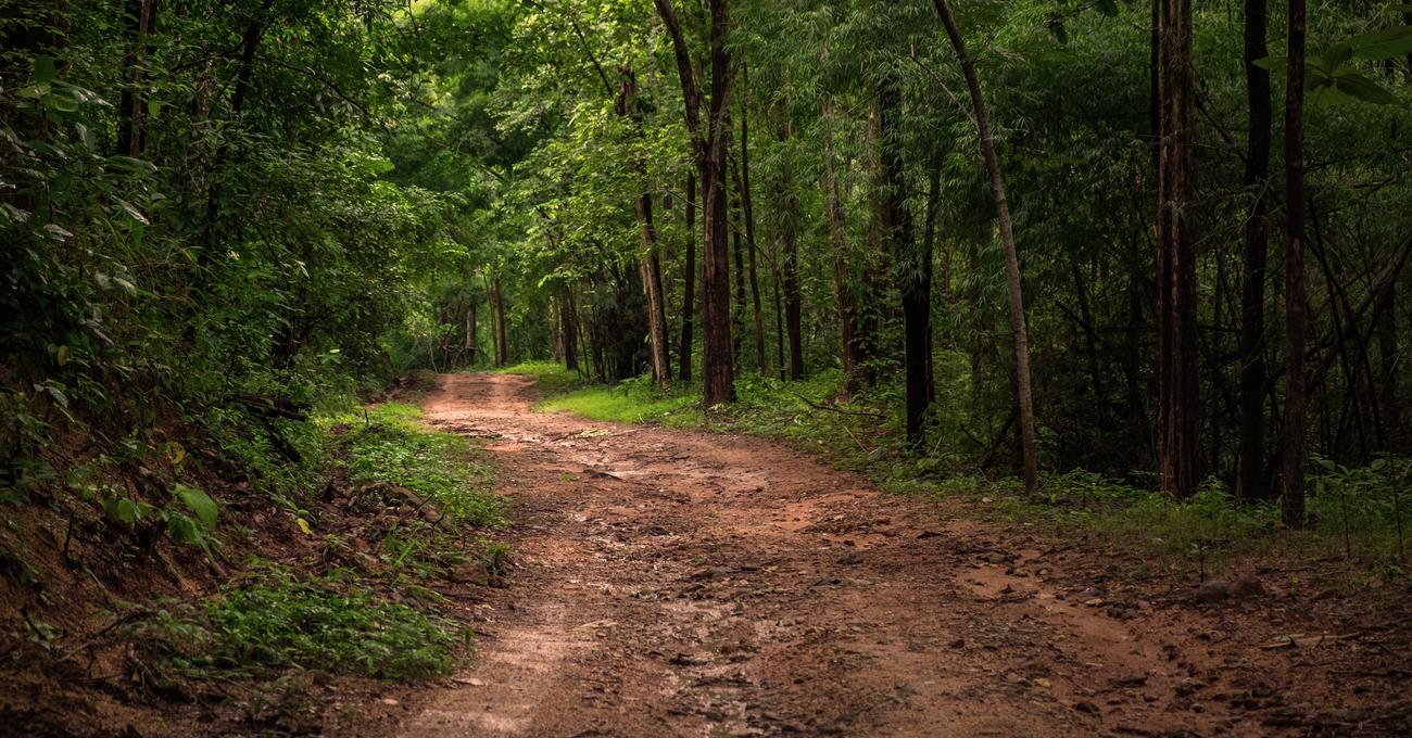 How To Buy Land In The Woods askBAMLand