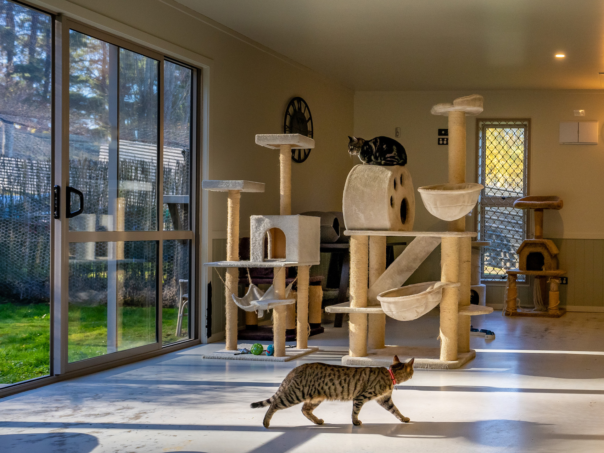 Pet Hotel Cat Holiday Home Near Me Accommodation Top Cat Boarding