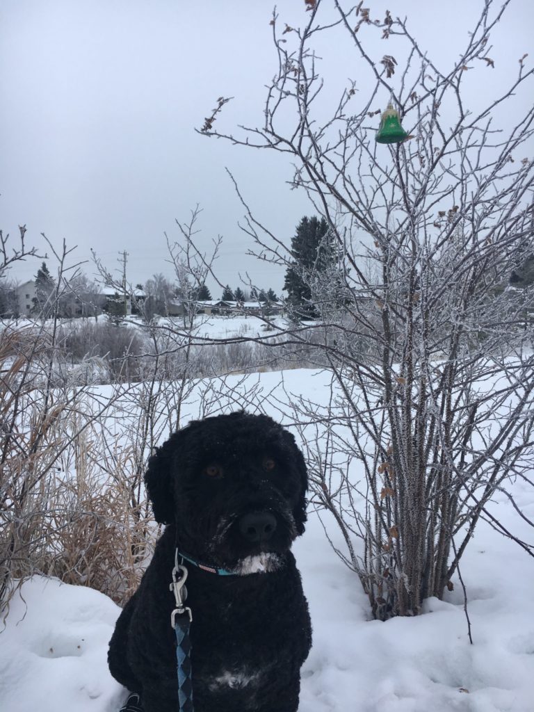 Black dog sitting on the snowy trail next to a tree with a Christmas decoration