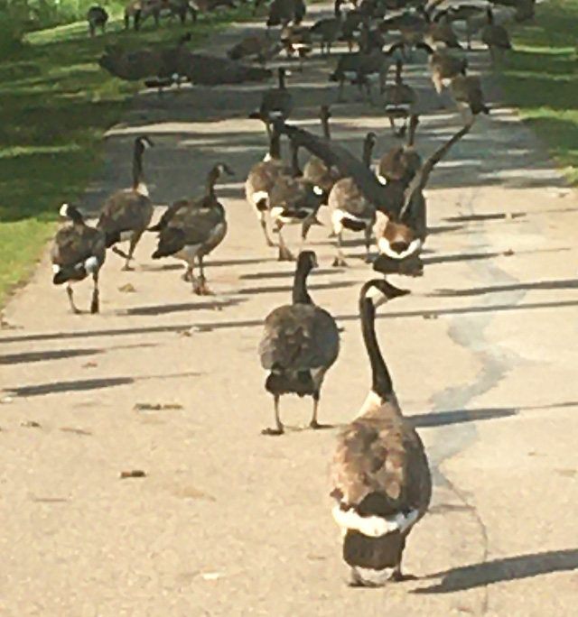 A flock of Canada Geese blocking the paved trail 