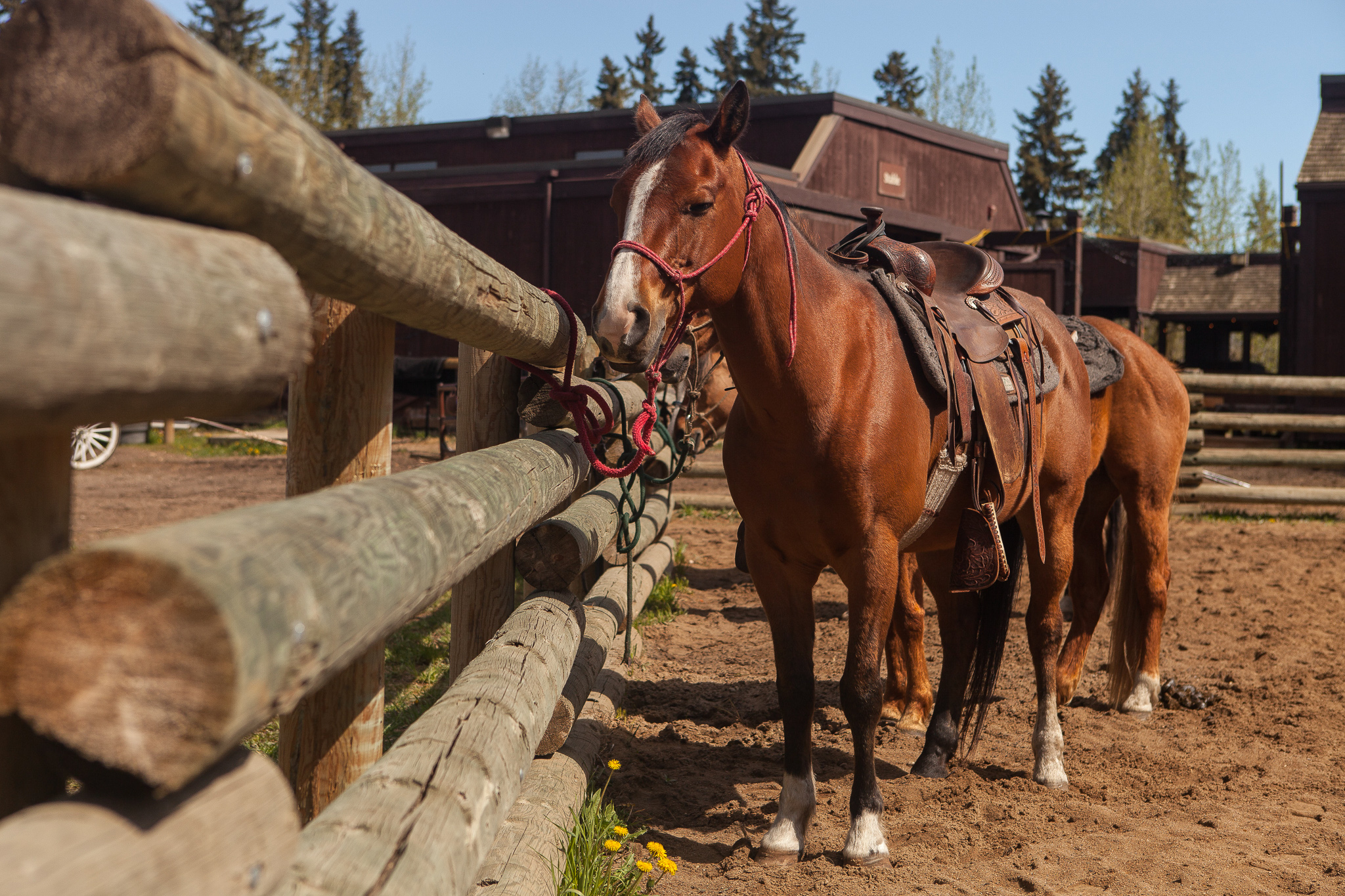 JKL Trail Ride Horses saddled up and ready to go at Heritage Ranch