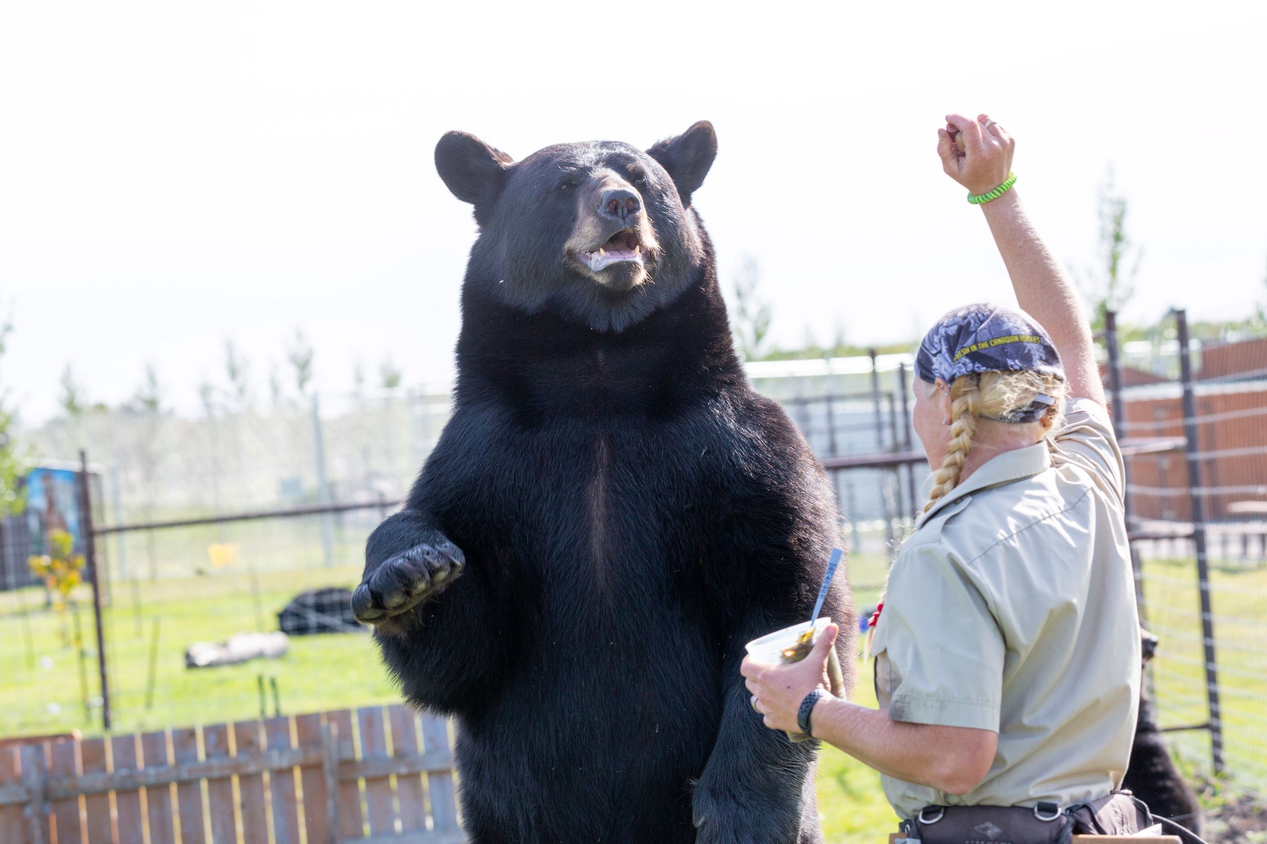 Image of the bear at Discovery Wildlife Park 