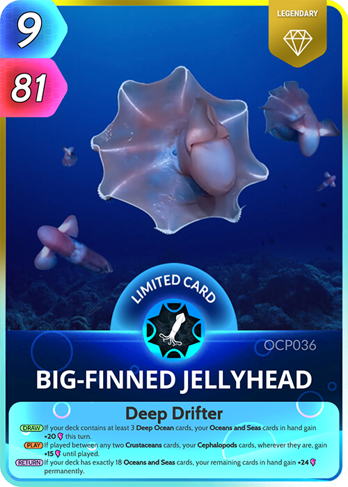 BigFinned Jellyhead