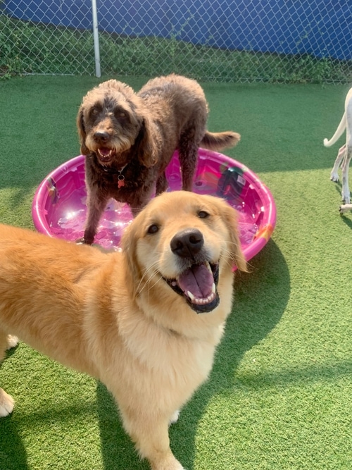 Cage Free Dog Boarding Bloomington IN Dog Daycare Bloomington IN.