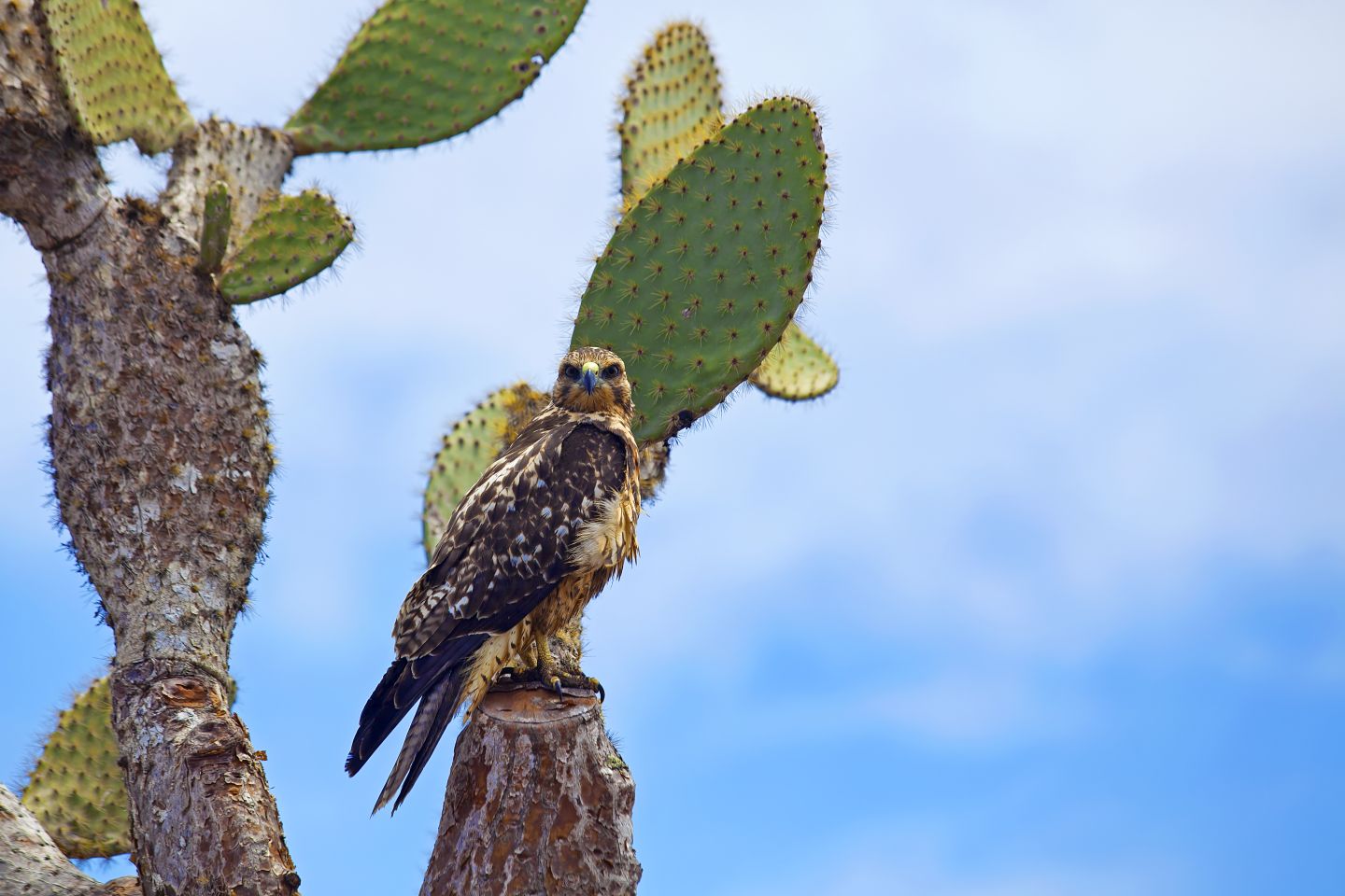 Galapagos Hawk