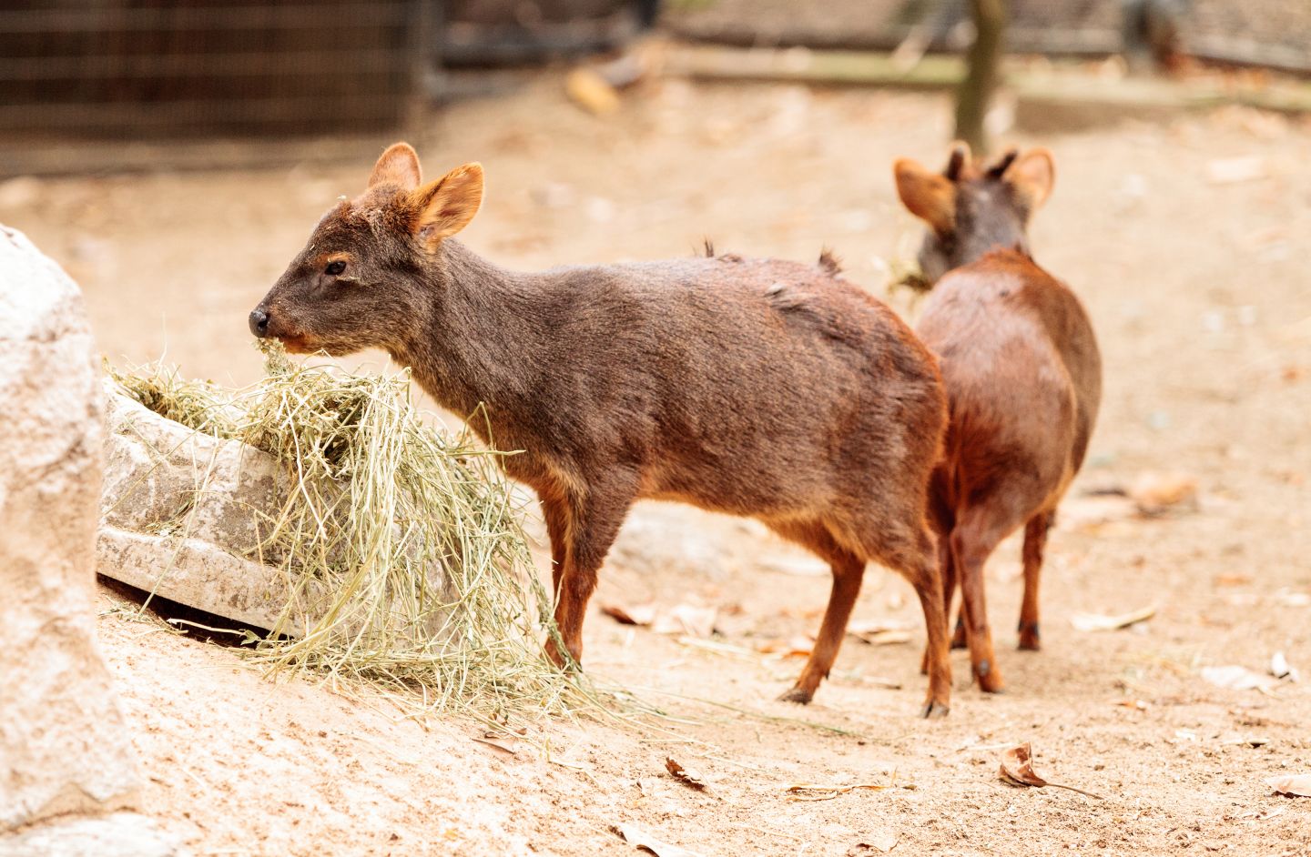 Where can I see the Southern Pudu in the wild