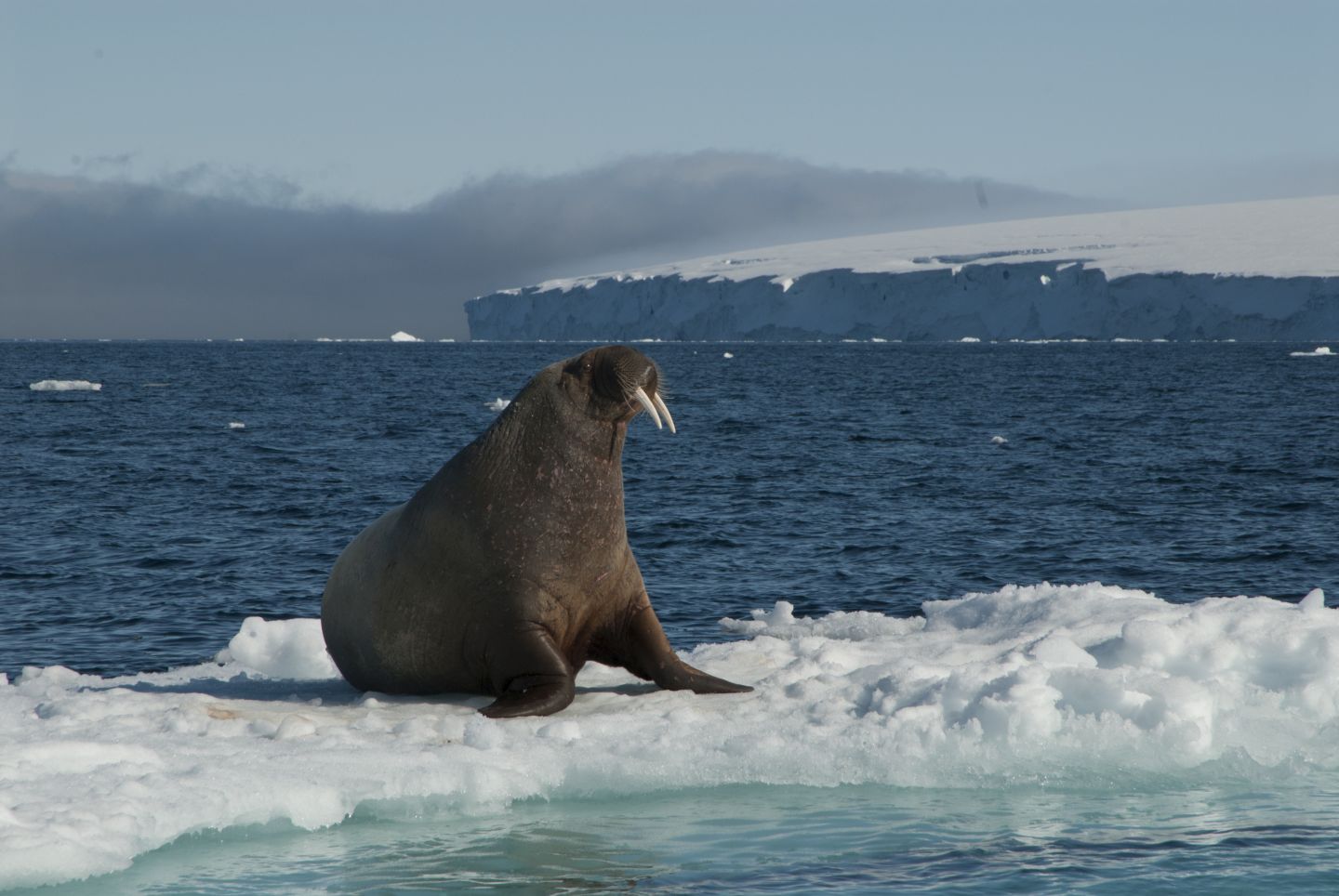 Walrus