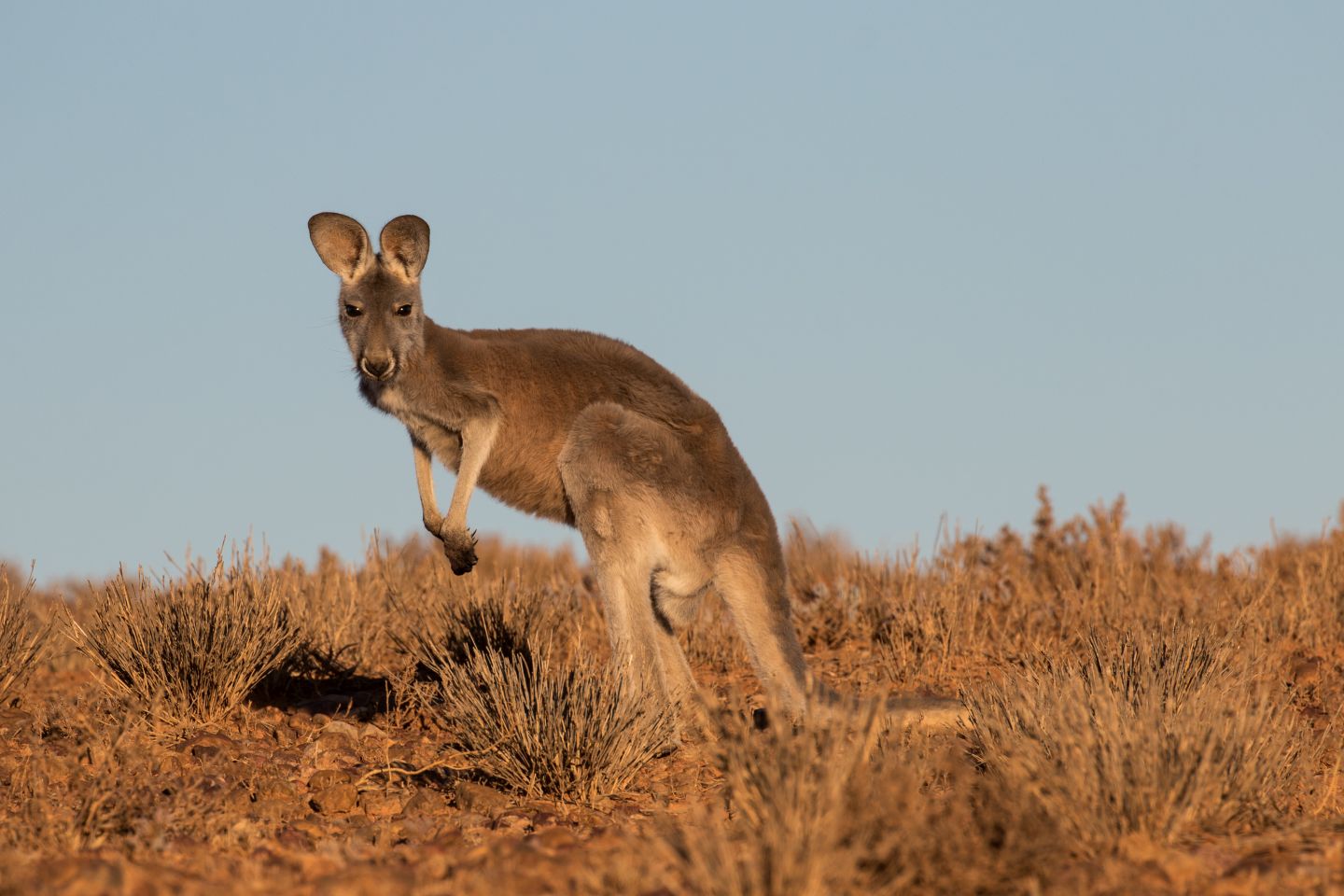 Where can I see the Common Wallaroo in the wild