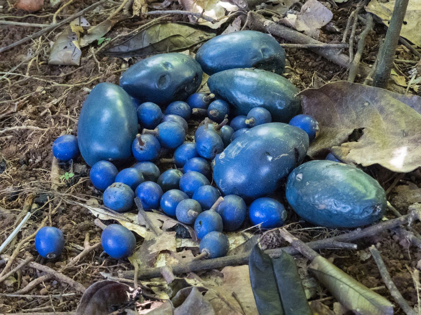Where can I see the Cassowary Plum in the wild