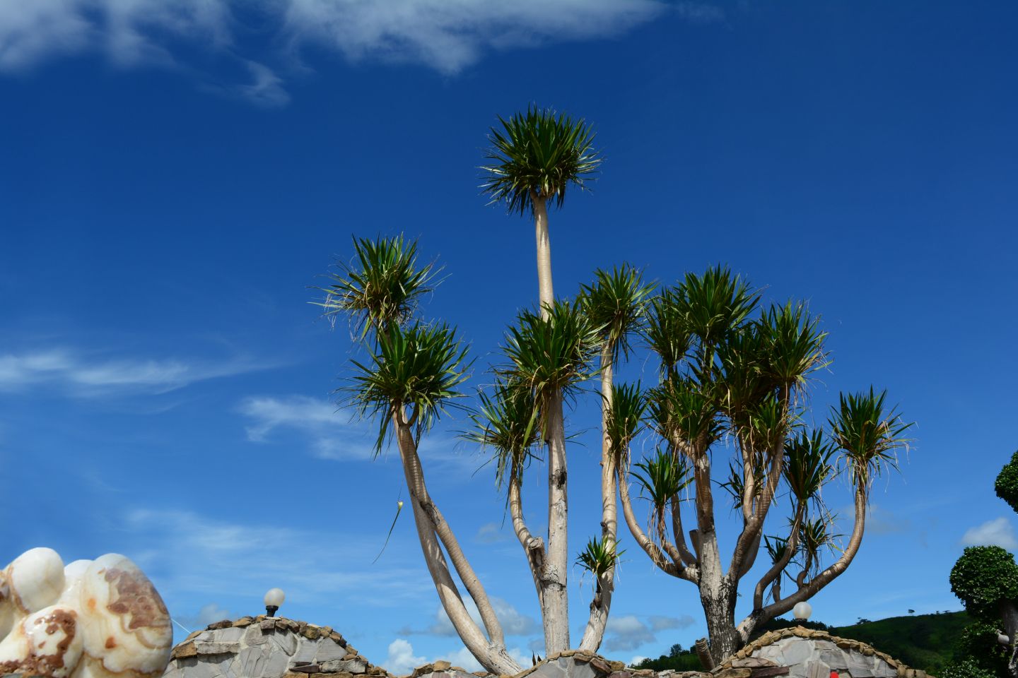 Where Can I See The Dracaena Cochinchinensis In The Wild where-can-i-see-the-dracaena-cochinchinensis-in-the-wild
