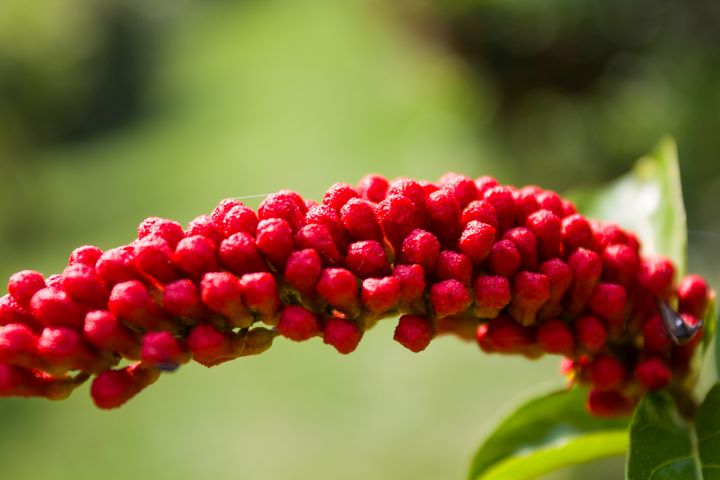 Where can I see the Monkey Brush Vine in the wild