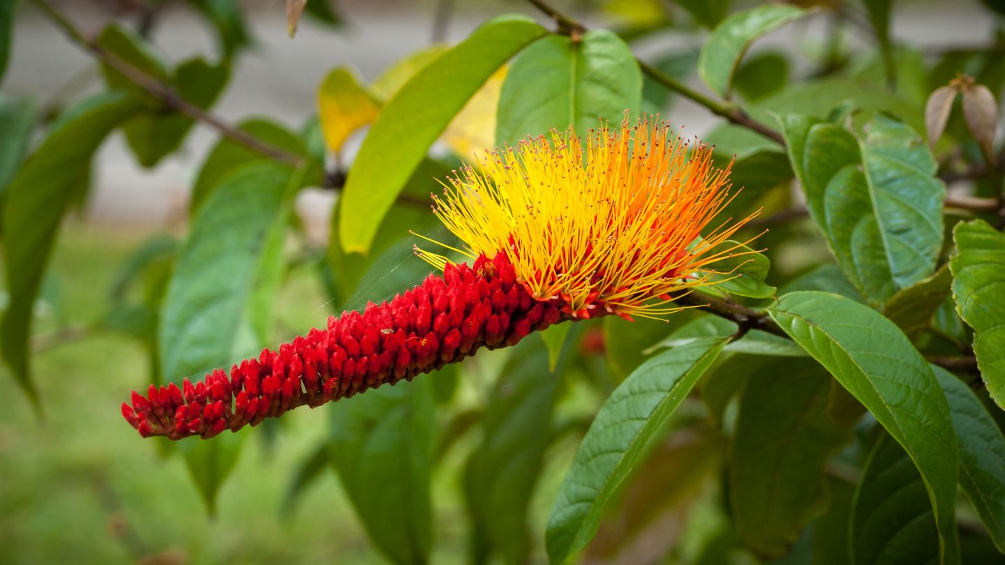 Where can I see the Monkey Brush Vine in the wild